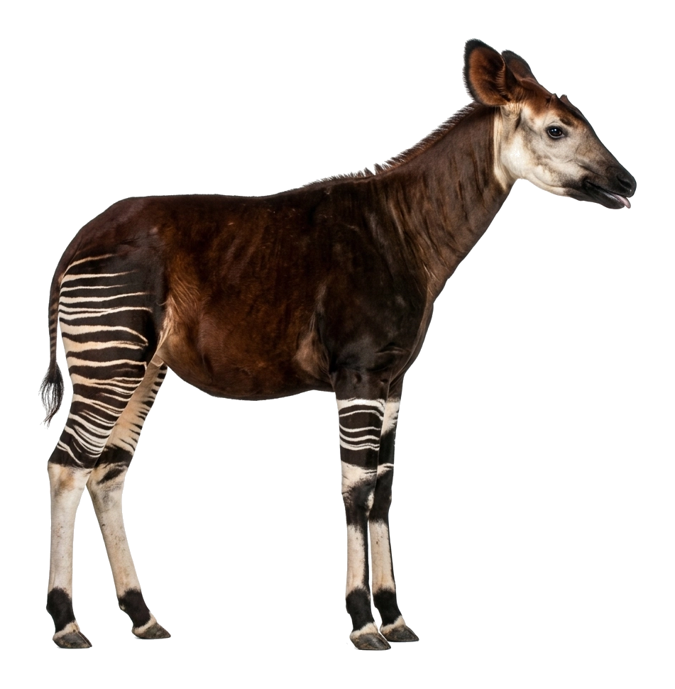 Bit de inteligencia con un okapi sobre fondo transparente